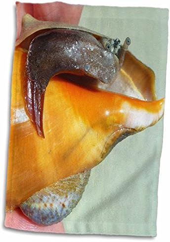 3 דרוז פלורן בעלי חיים מתחת למים - צילום מקרוב של פגז קונכיה חיה - מגבות